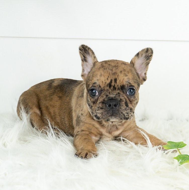 french bulldog puppies for sale in texas under 1000