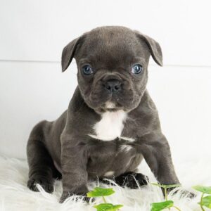 mini frenchie for sale, Home, Mini French Bulldog for Sale