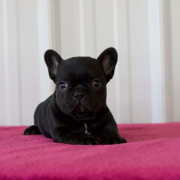 cheap french bulldogs for sale near me