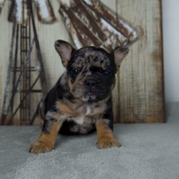 french.bulldog puppies for sale