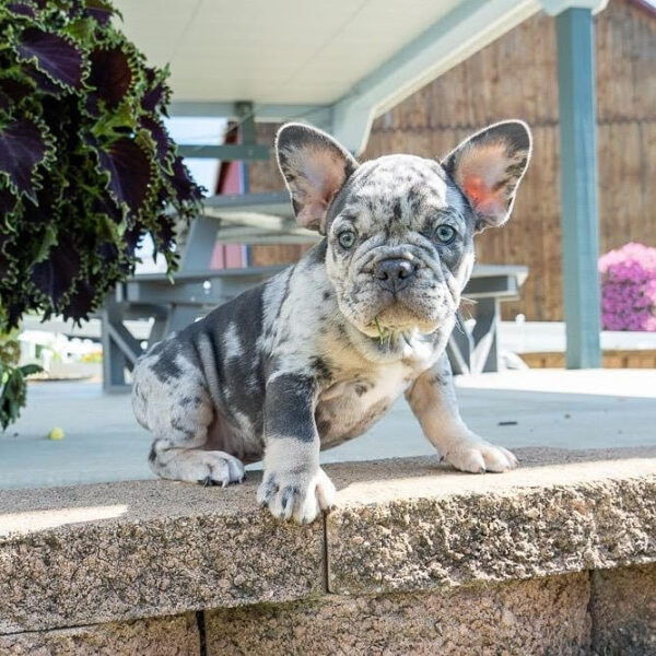 fluffy french bulldog for sale/fluffy french bulldogs for sale