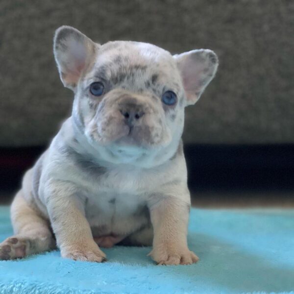 french bull puppies