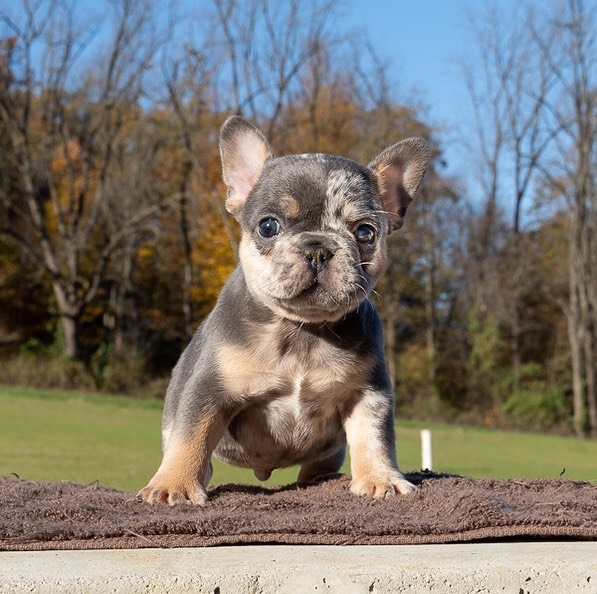 frenchie bulldog for sale
