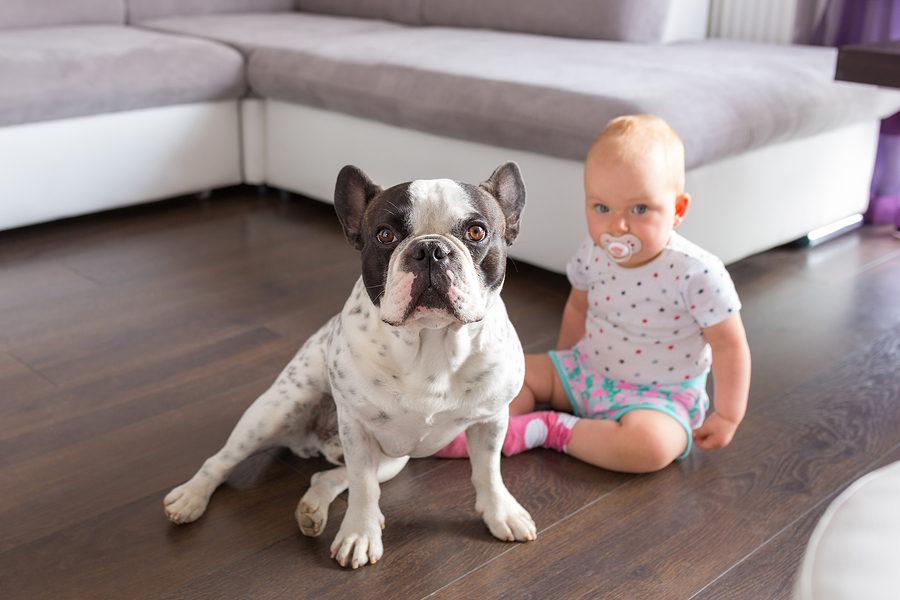are french bulldogs good with kids, French Bulldogs: Are They Good with Kids, Cats, and Other Dogs?, Mini French Bulldog for Sale