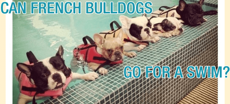 are french bulldogs hypoallergenic, Are french bulldogs hypoallergenic/Can french bulldogs swim, Mini French Bulldog for Sale