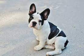 are french bulldogs hypoallergenic, Are french bulldogs hypoallergenic/Can french bulldogs swim, Mini French Bulldog for Sale