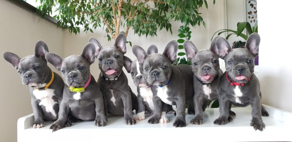 how many puppies do french bulldogs have, &#8220;Unveiling the Fascinating World of French Bulldog Litters: How Many Puppies Can They Have?&#8221;, Mini French Bulldog for Sale