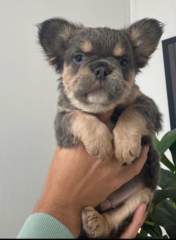 lilac fluffy french bulldog/fluffy french bulldogs for sale