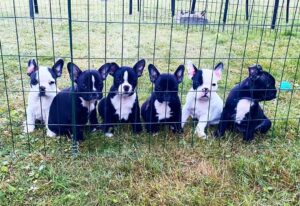 frenchton puppies for sale / frenchton puppies for sale near me