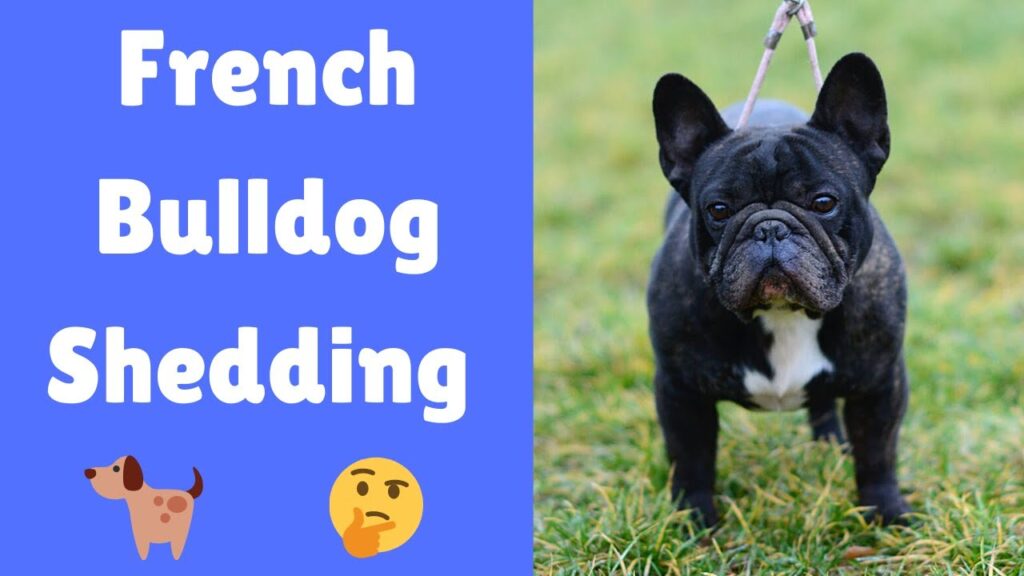 do french bulldogs shed / do french bulldogs shed a lot