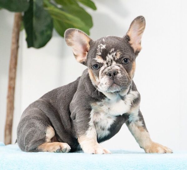 grey french bulldog/french bulldog grey/grey french bulldog puppy