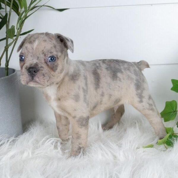 frenchton puppies for sale ohio