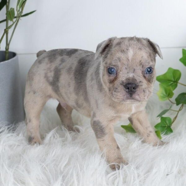 frenchton puppies for sale ohio